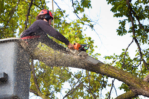 Best Tree Stump Removal  in USA